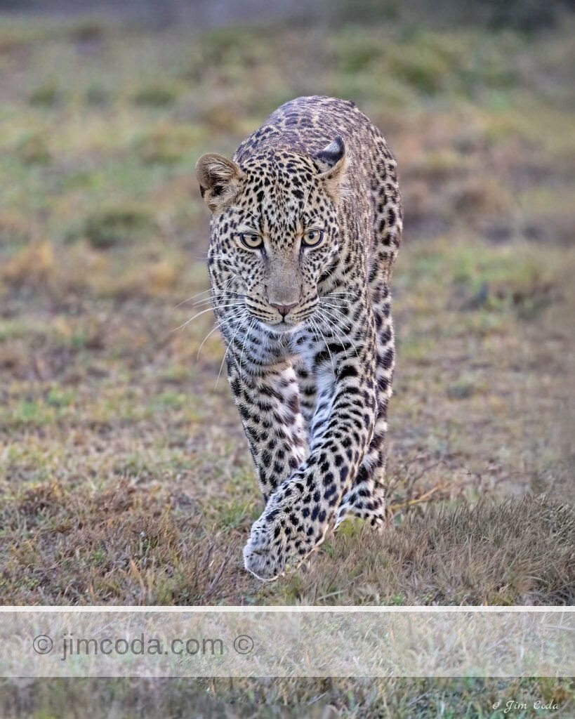 A leopard moves to another area of its territory in the Ol Kinyei Conservancy.