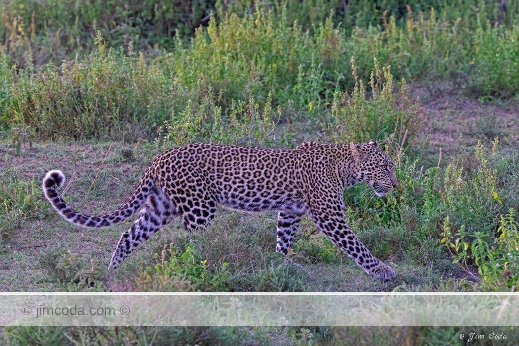 A leopard walks parallel to a stream.