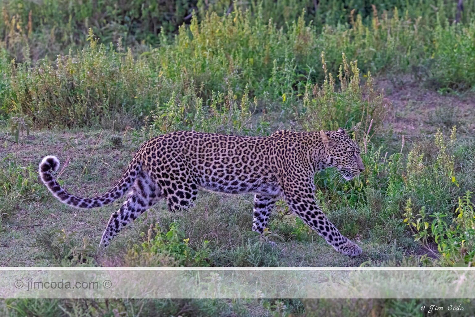 A leopard walks parallel to a stream.