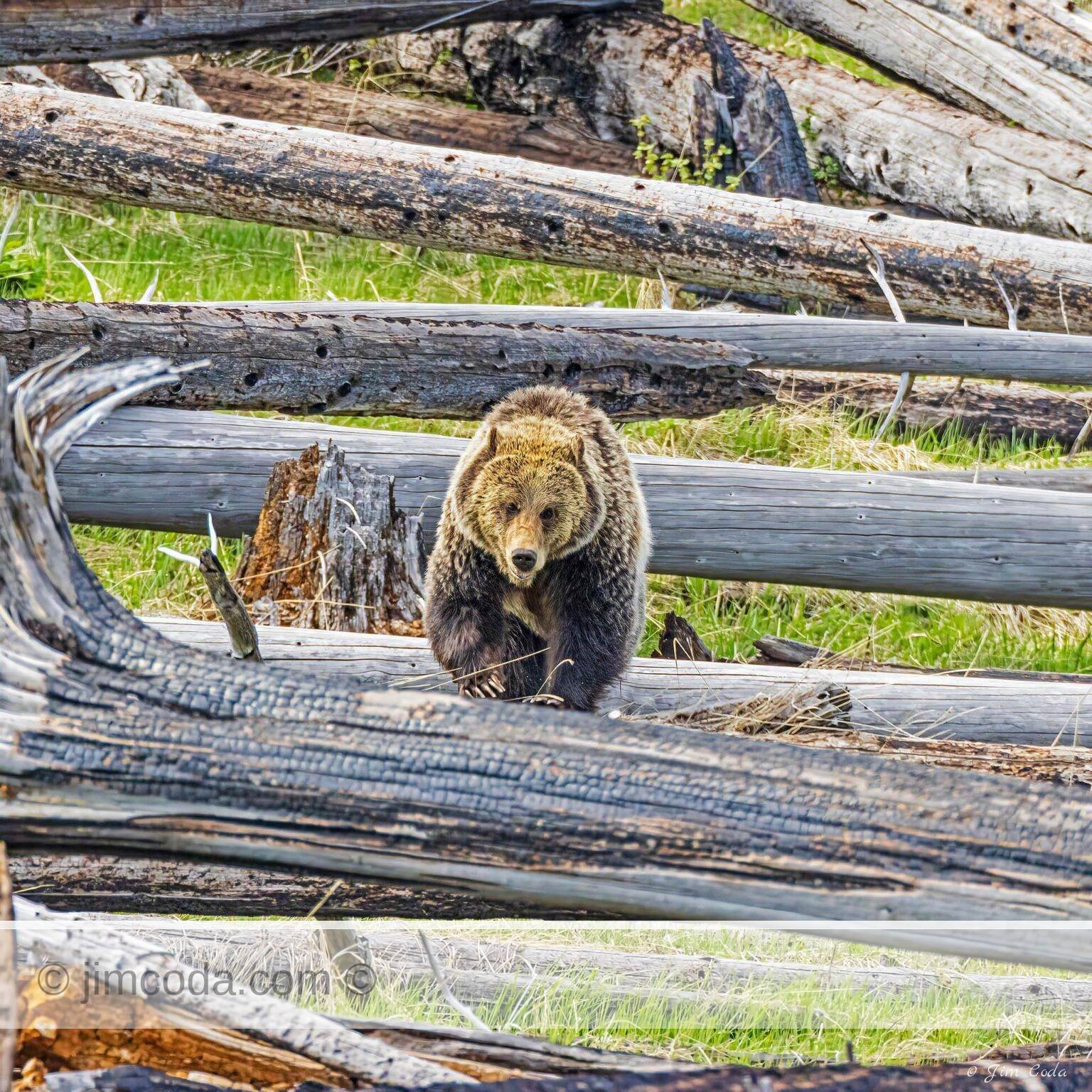 A female grizzly bear makes her way through an old burn area near Lake Yellowstone.