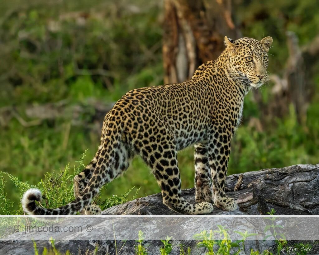 A leopard poses on a fallen tree in the Ol Kinyei Conservancy in Kenya.