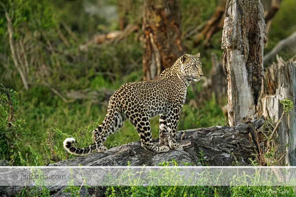 A female leopard hops on a fallen tree for a better view in Ol Kinyei Conservancy in Kenya.