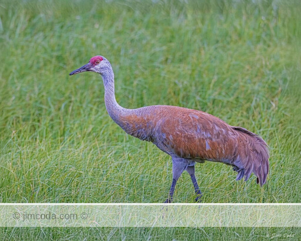 A sandhill crane observed near the Yellowstone Picnic Area.