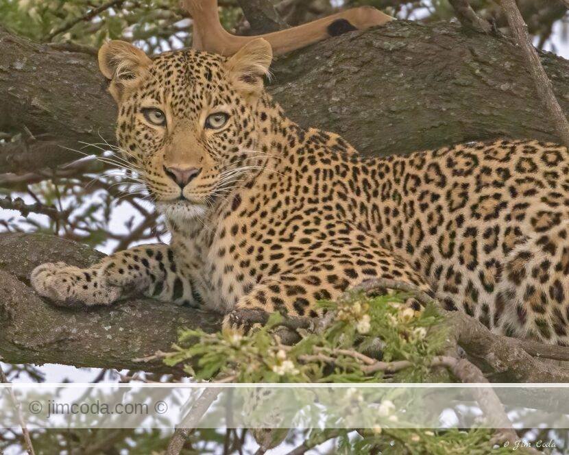 A leopard rests in a tree below its last meal of an impala in Kenya.