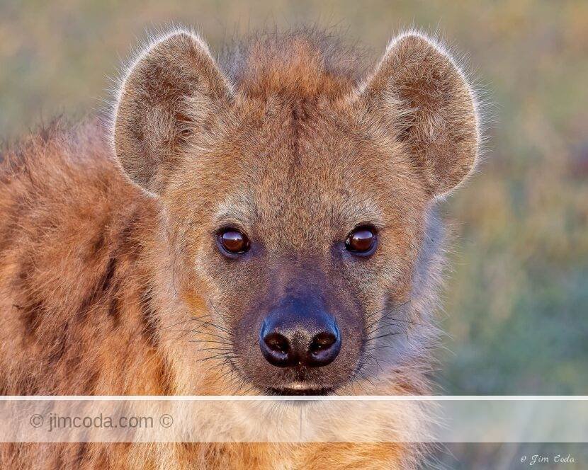 A young spotted hyena poses at sunrise in the Ol Kinyei Conservancy.