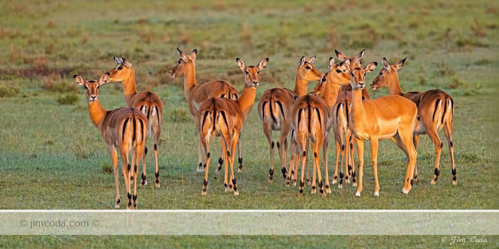 Photo of ten female impalas in Kenya.