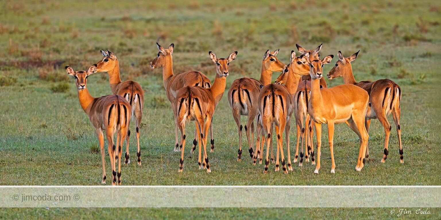 Photo of ten female impalas in Kenya.