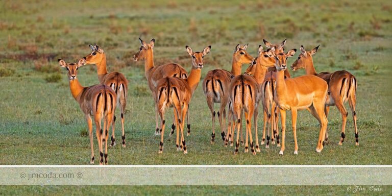 Photo of ten female impalas in Kenya.