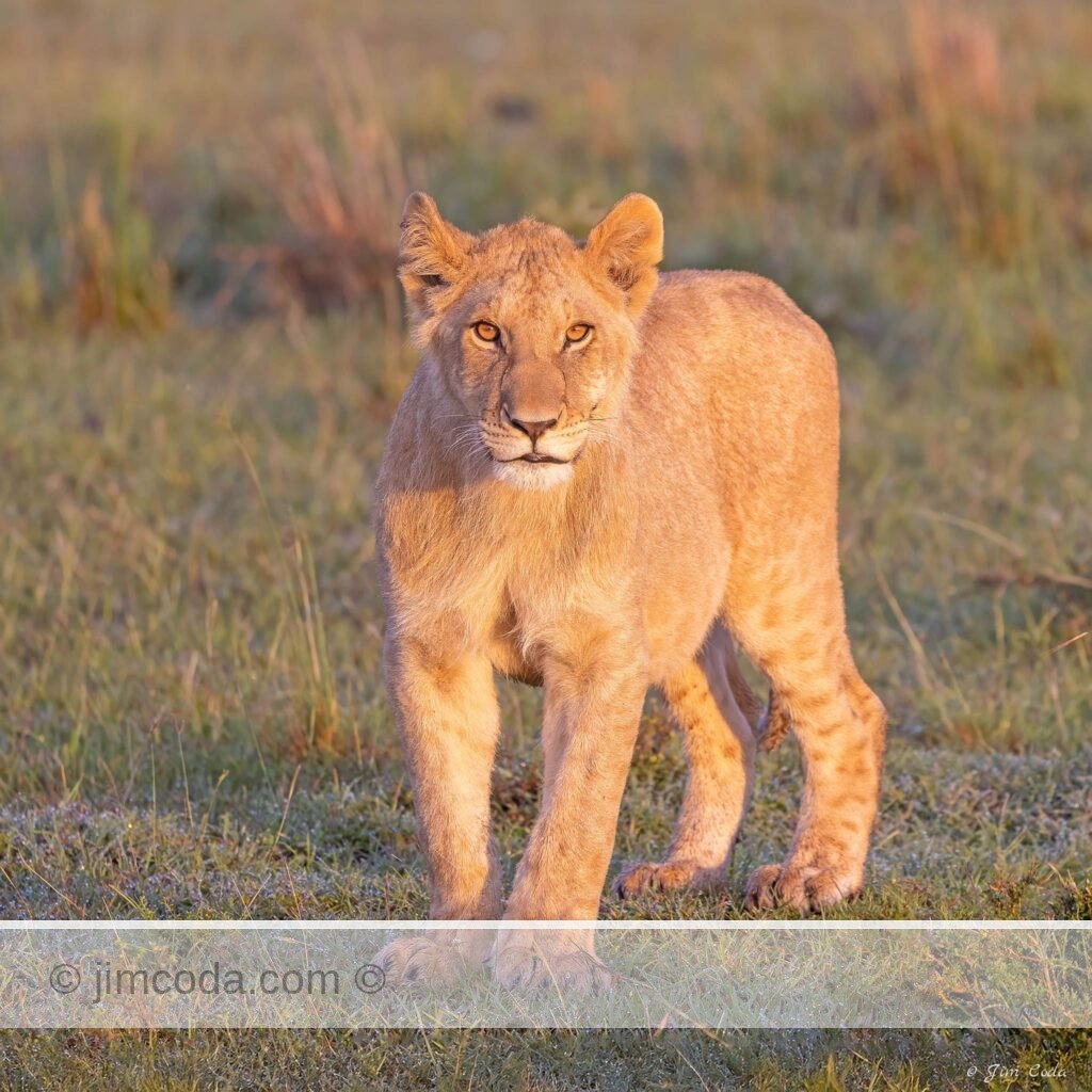 An adolescent lion stops and stares at sunrise in the Olare Motorogi Conservancy in Kenya.