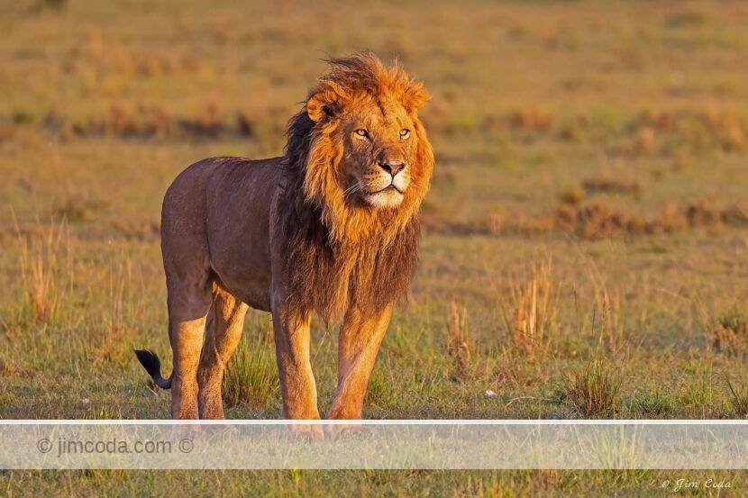 A male lion looks toward the rising sun in the Olare Motorogi Conservancy in Kenya.