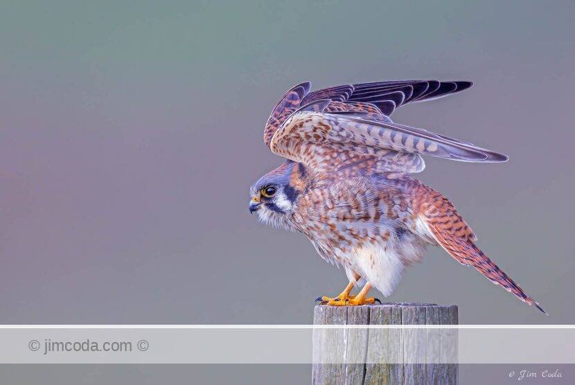 A female kestrel stretches her wings in Point Reyes National Seashore .
