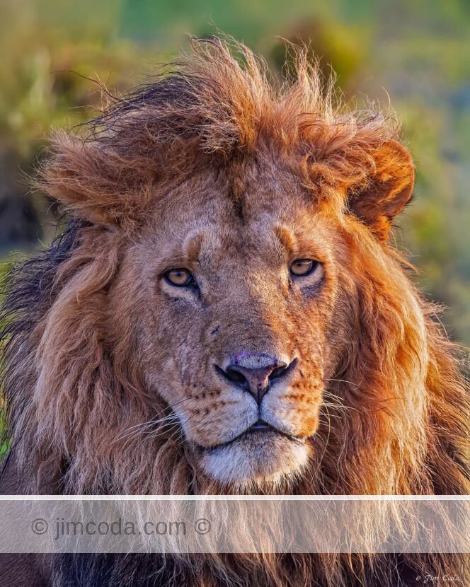 A male lion stares at the camera in the Olare Motorogi Conservancy, Kenya..