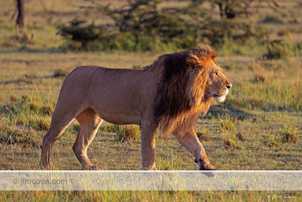 A male lion walks into the rising sun in the Olare Motorogi Conservancy.