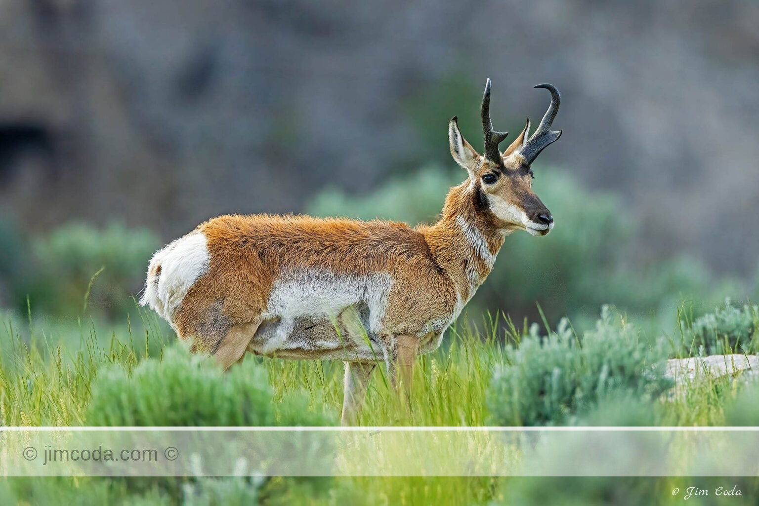 A pronghorn buck feeds in the grasslands and sagebrush in Yellowstone National Park.