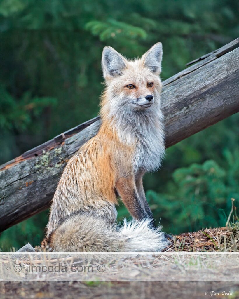 A red fox female poses for her portrait on the east side of Yellowstone National Park.