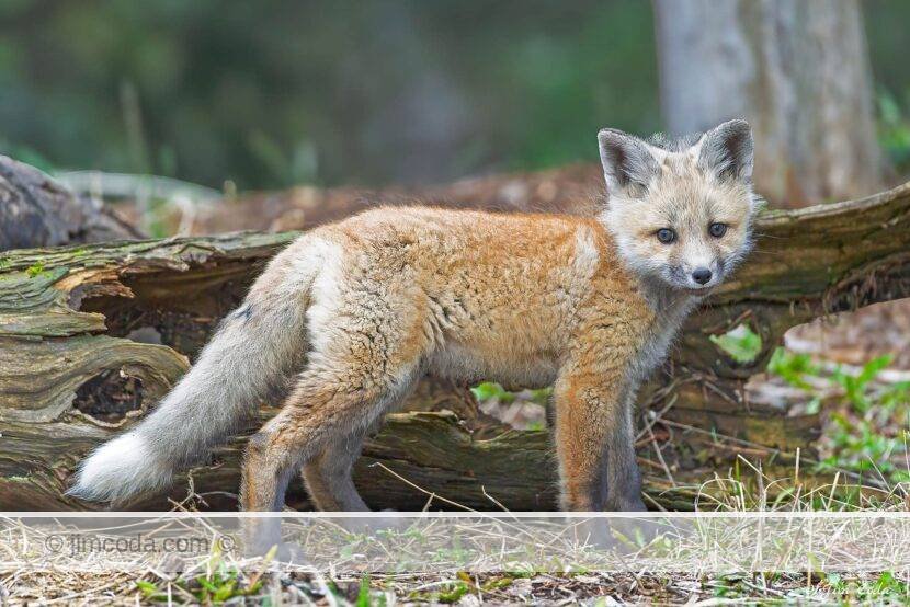 Photo of a red fox kit in the Yellowstone National Park area.