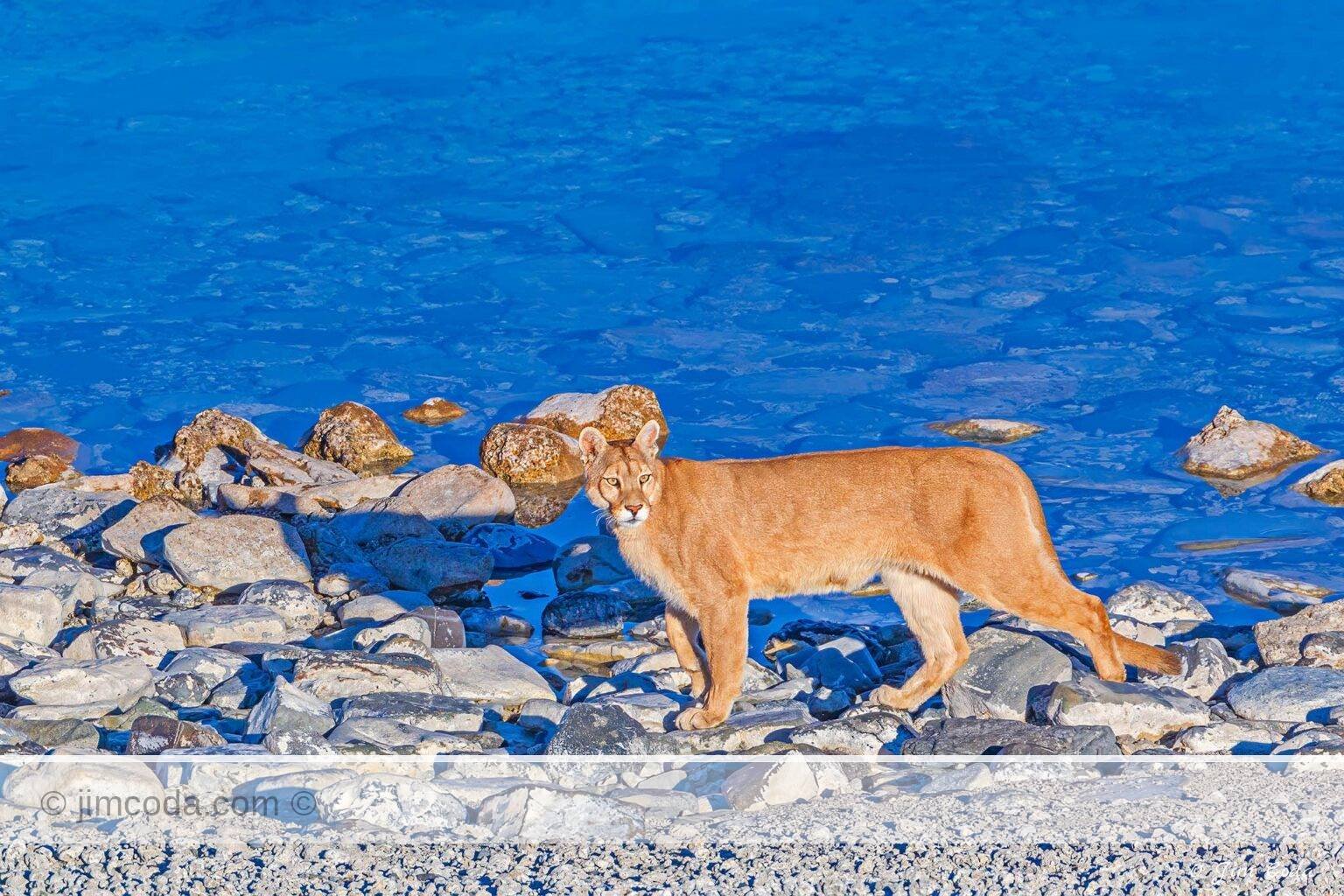 A female puma walks along the shore of Lago Sarmiento.