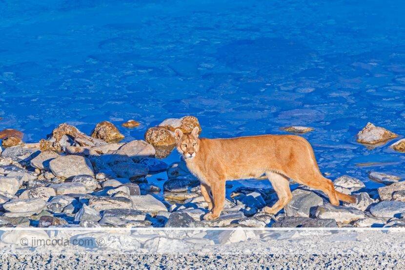 A female puma walks along the shore of Lago Sarmiento.