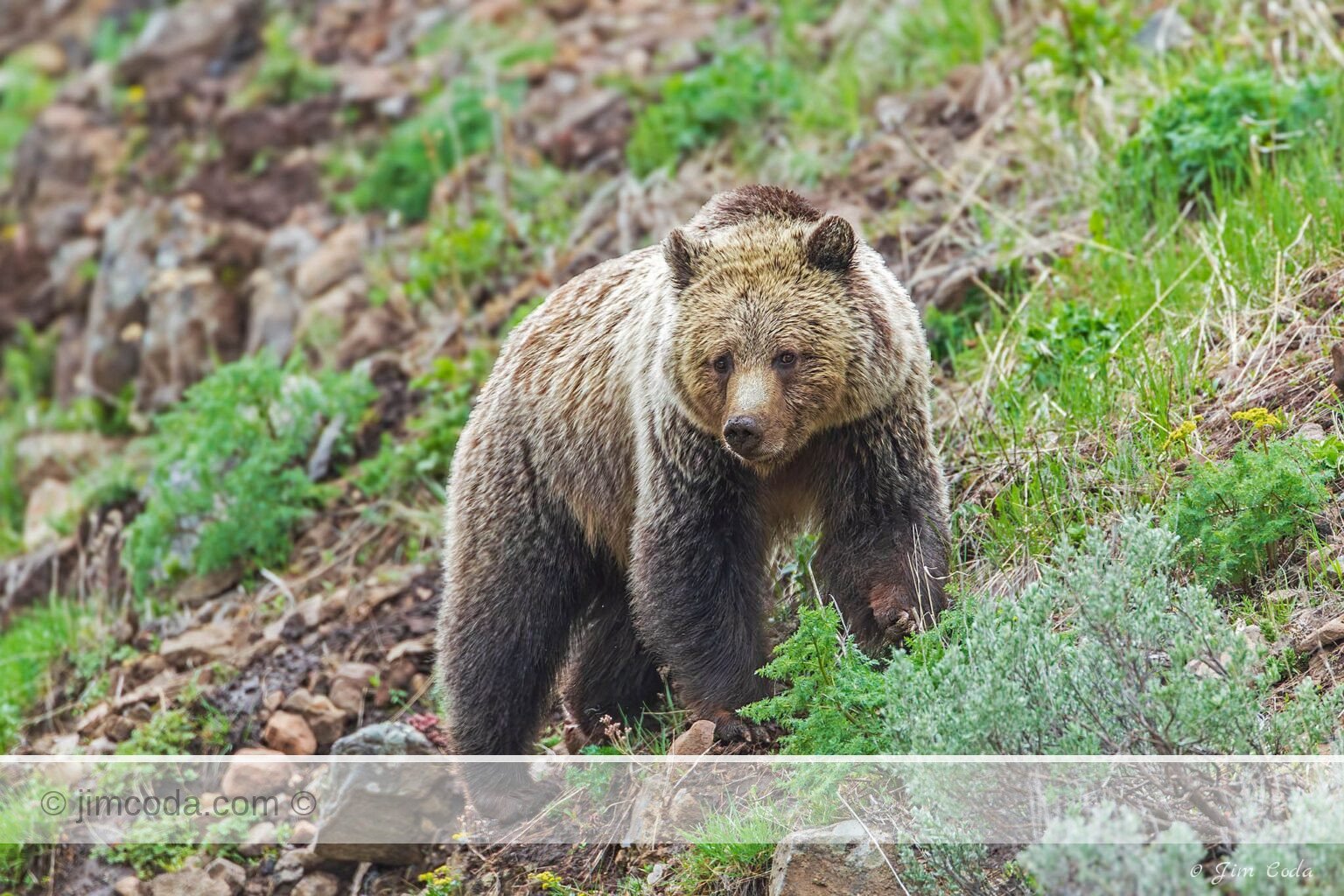 A young grizzly walks along a steep slope in Yellowstone National Park. It appears to have an injury to its left paw.