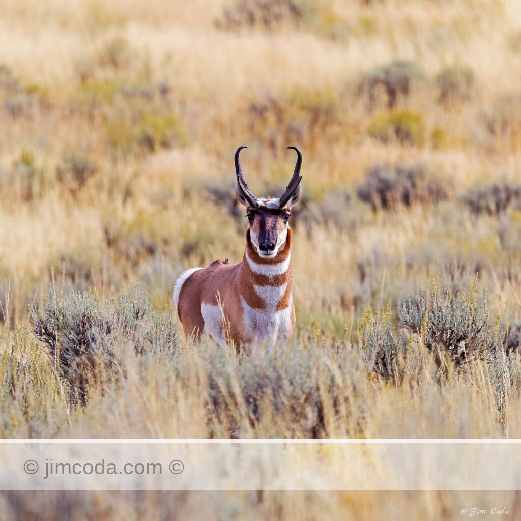 Pronghorn, Yellowstone National Park