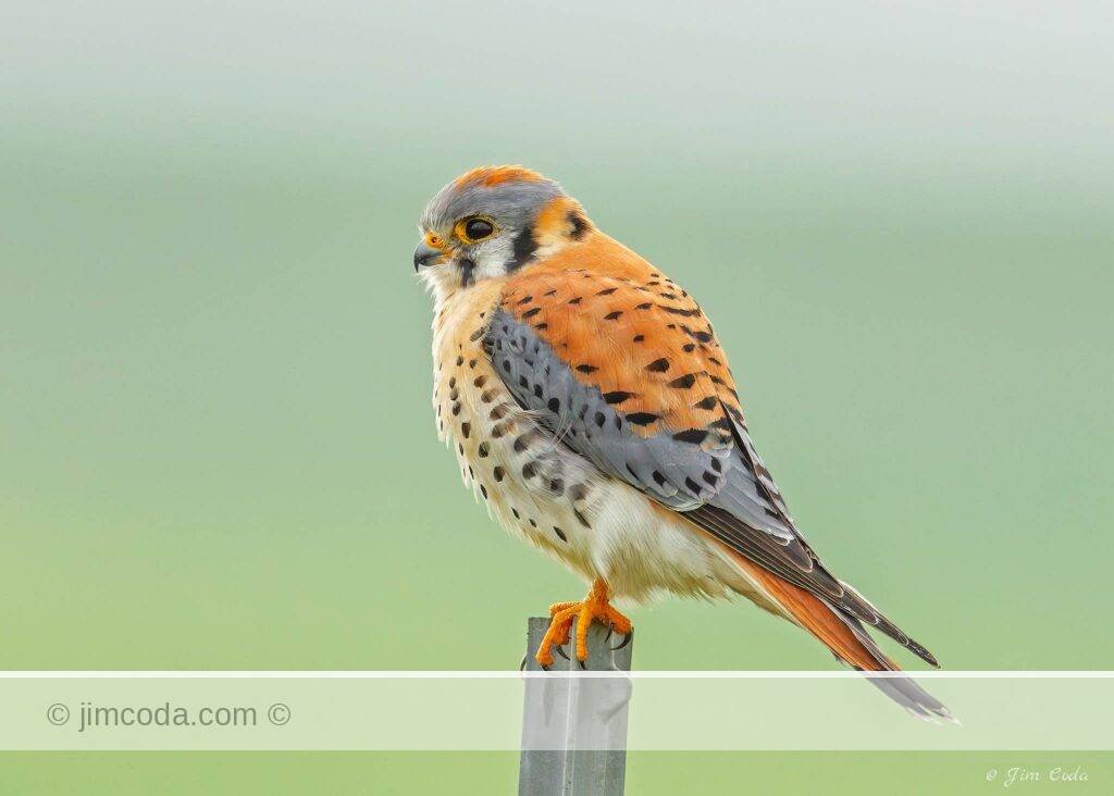 A male kestrel perches on a metal fence post in Point Reye National Seashore.