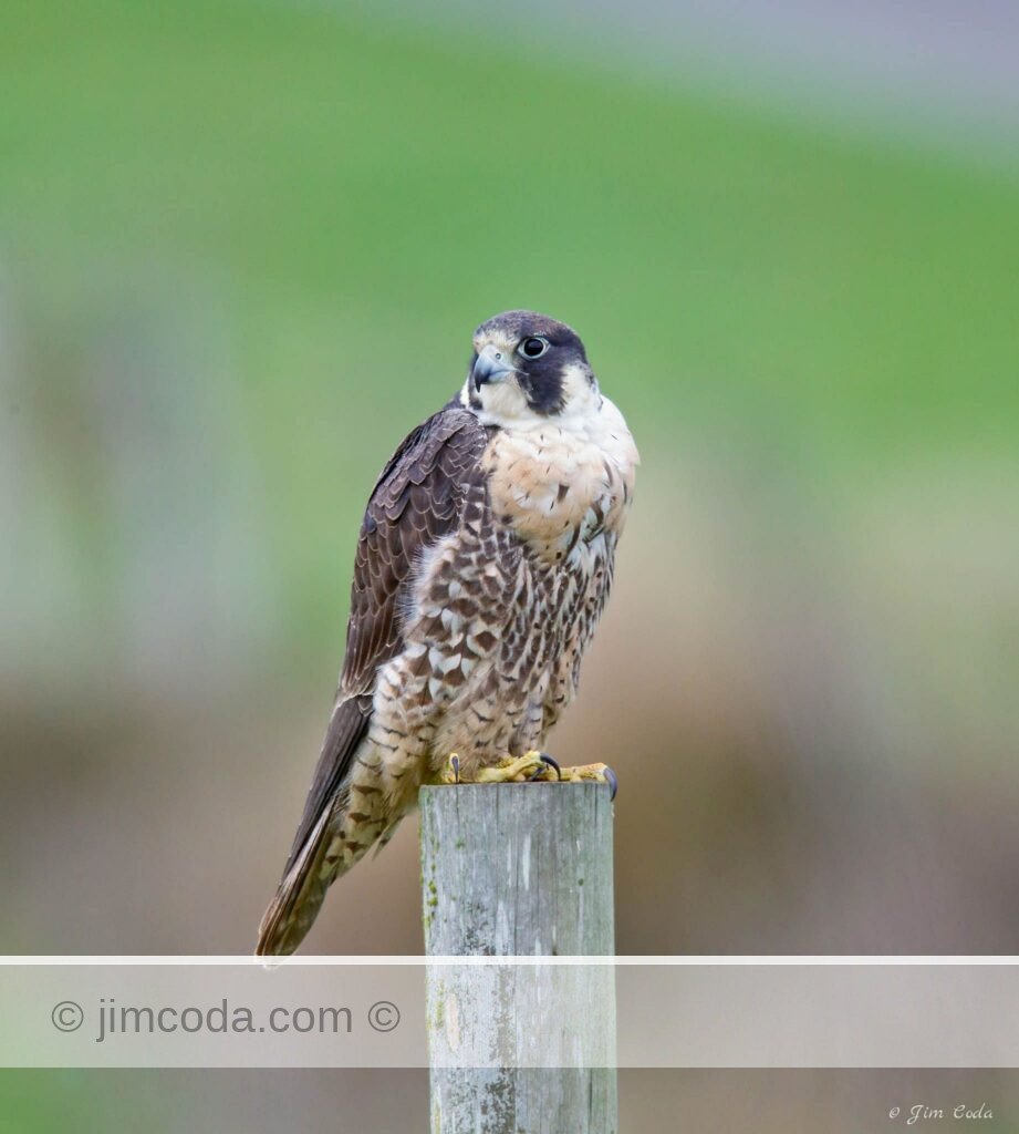A peregrine falcon perches on a fence post in Point Reyes National Seashore.