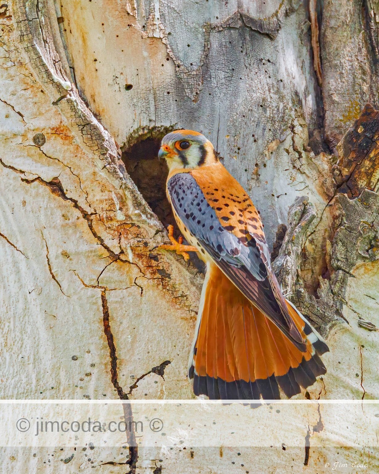 A male kestrel arrives at the nest cavity in an aspen tree in Yellowstone National Park.