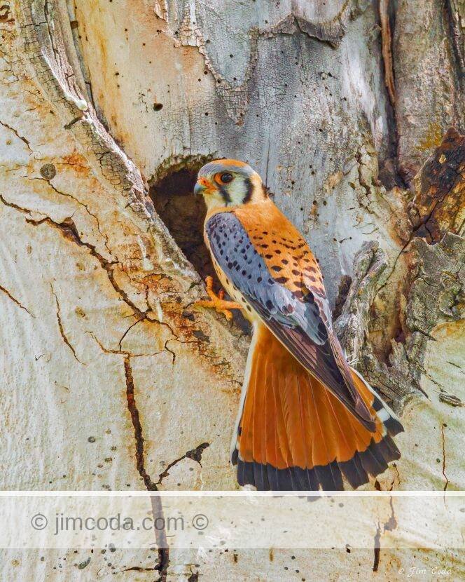 A male kestrel arrives at the nest cavity in an aspen treee in Yellowstone National Park.