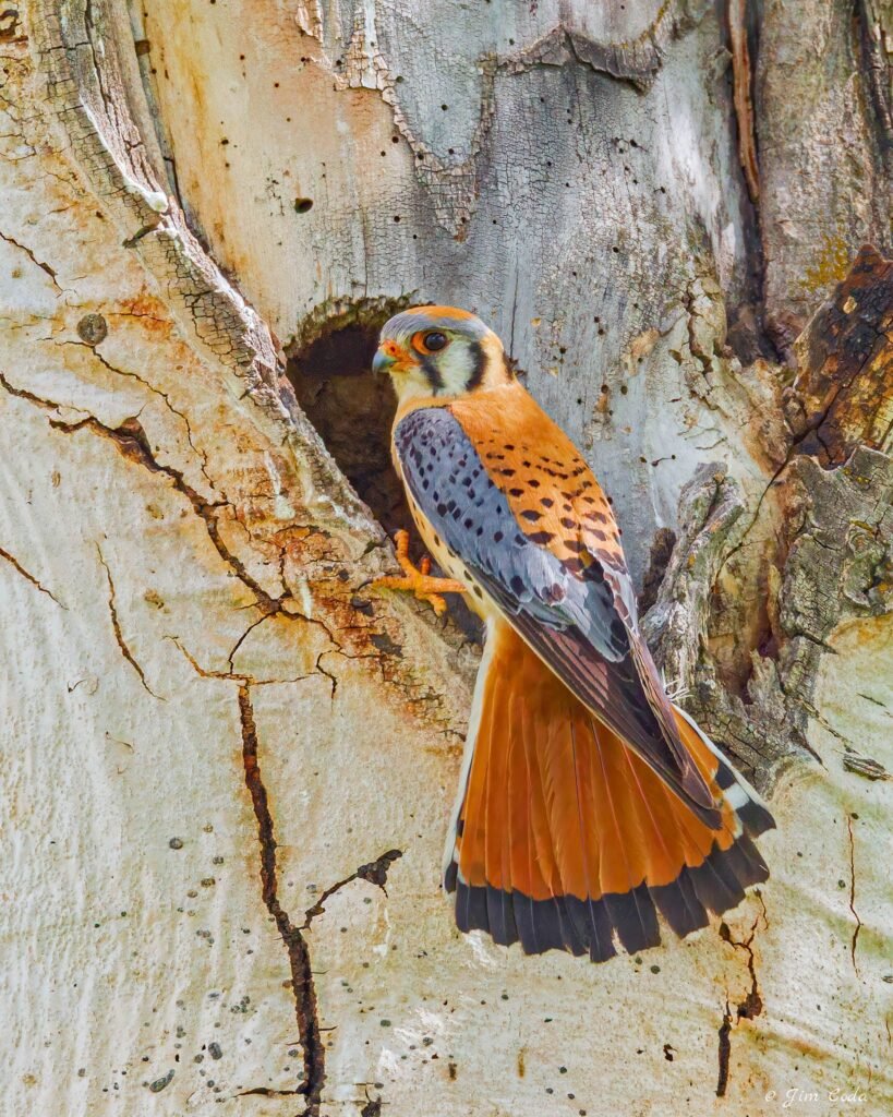 A male kestrel arrives at the nest cavity in an aspen tree in Yellowstone National Park.