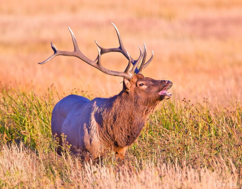 A bull elk calls during the rut in Yellowstone National Park.
