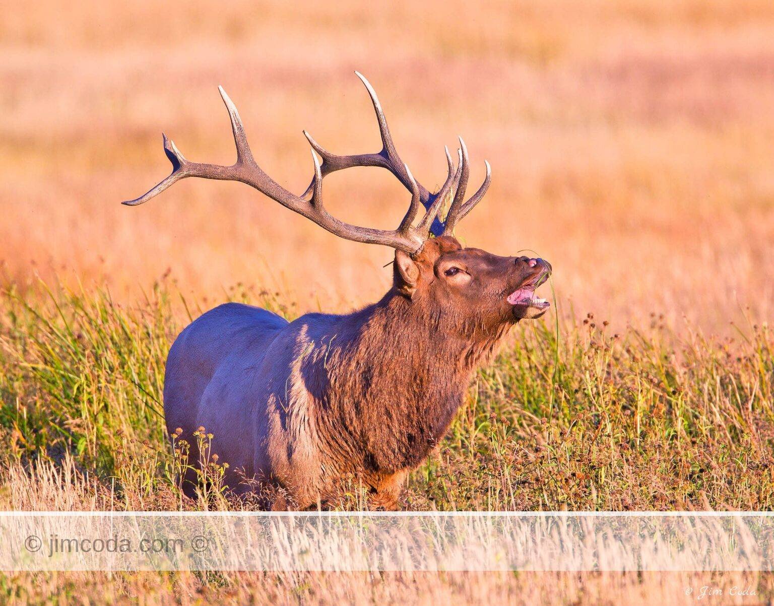A bull elk calls during the rut in Yellowstone National Park.
