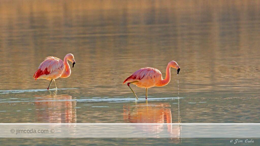 I photographed these chilean flamingos in Torres del Paine National Park.