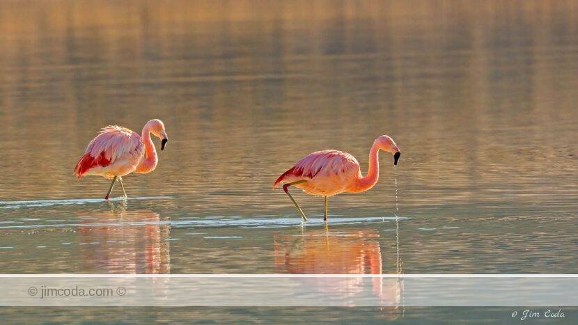 I photographed these chilean flamingos in Torres del Paine National Park.