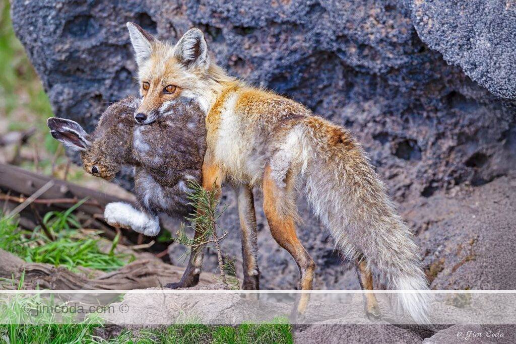 A red fox mom returns to her den with an arctic hare to feed her kits.