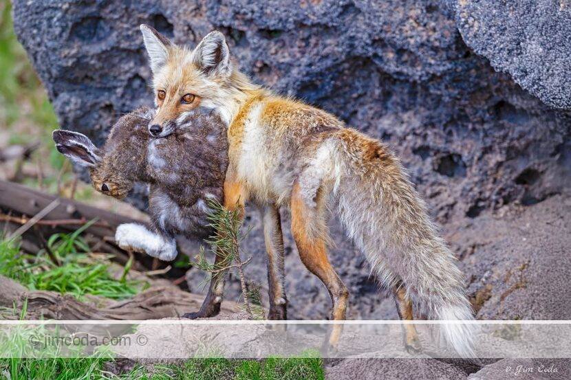 A red fox mom returns to her den with an arctic hare to feed her kits.