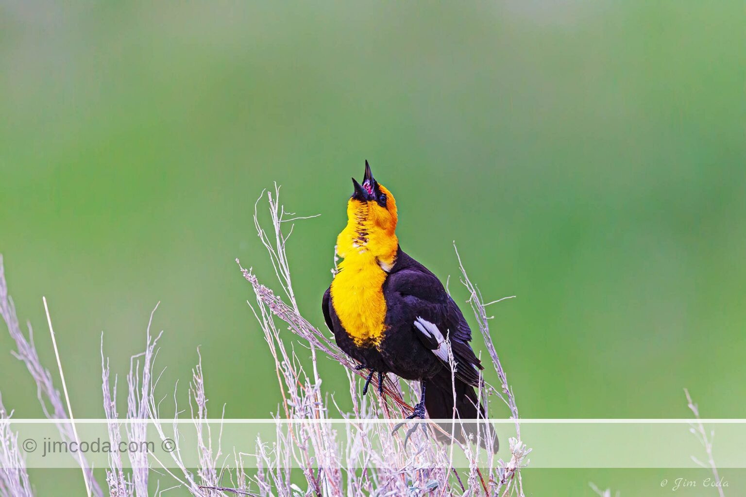 A yellow-headed blackbird calls in Yellowstone National Park.