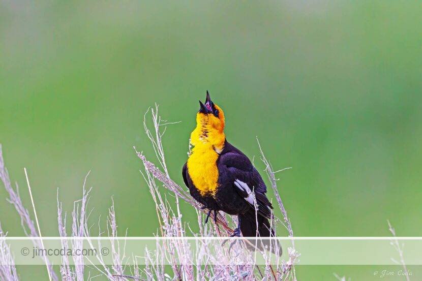 A yellow-headed blackbird calls in Yellowstone National Park.