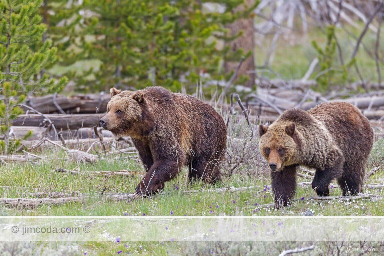 A grizzly sow and cub leave the Swan Lake Flat area in Yellowstone National Park.