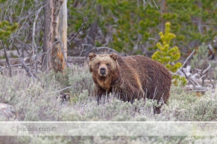 A grizzly bear lmoves through some trees south of Swan Lake Flat in Yellowstone National Park.