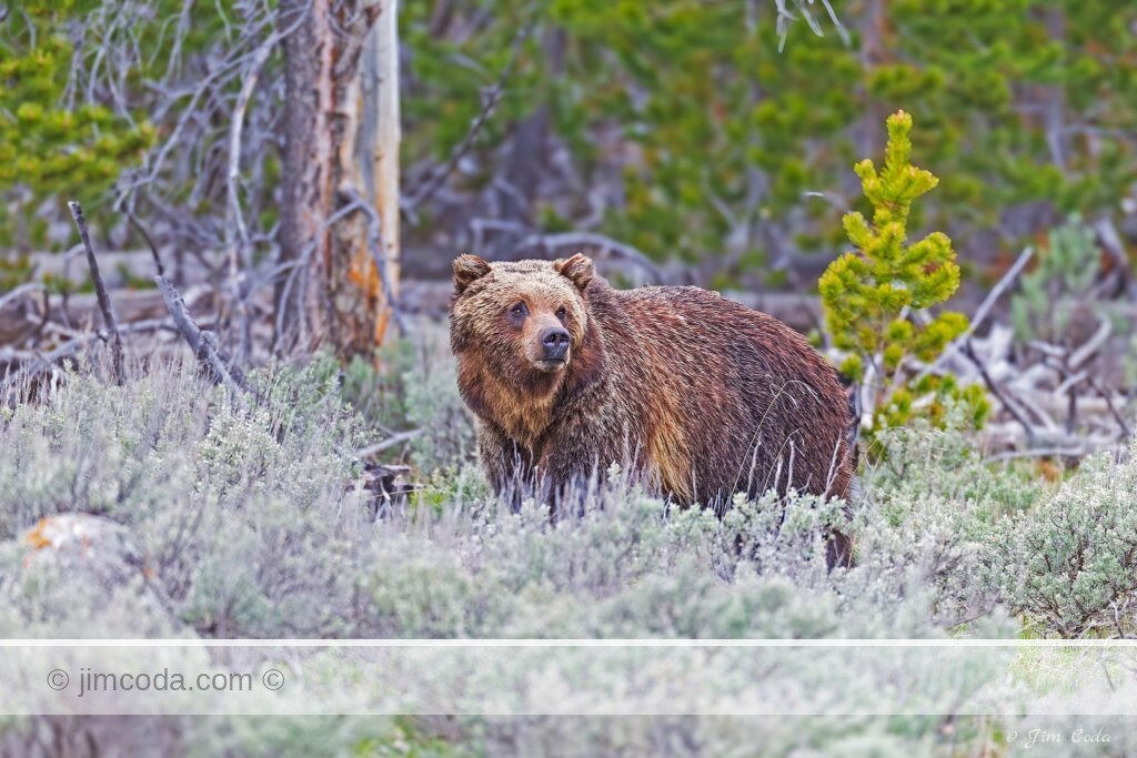 A grizzly bear is seen on the edge of a forest in Yellowstone National Park.