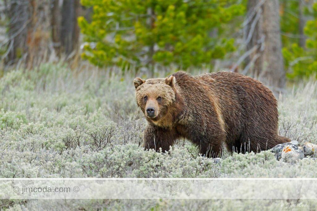 A grizzly bear walks through sage near Swan Lake Flat in Yellowstone National Park.