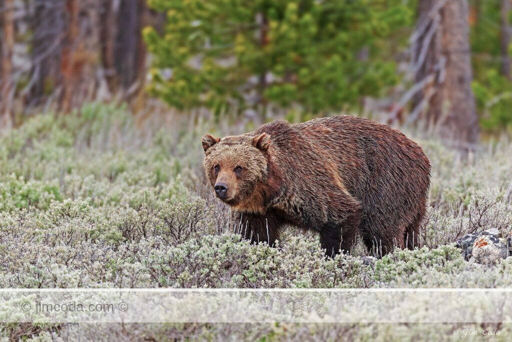 A grizzly bear walks through some sagebrush in Yellowstone National Park.