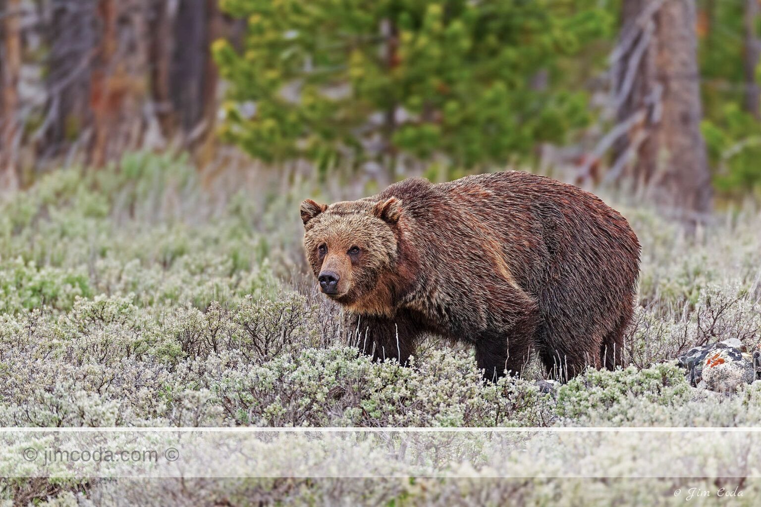 A grizzly bear walks through some sagebrush in Yellowstone National Park.
