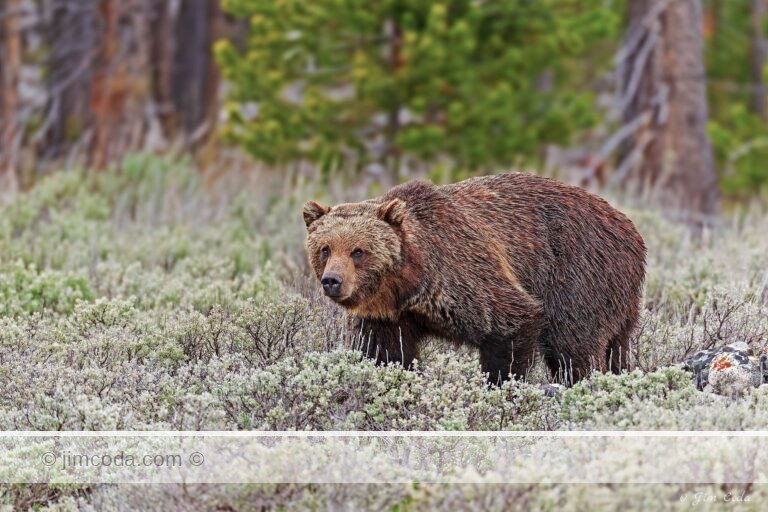 A grizzly bear walks through some sagebrush in Yellowstone National Park.