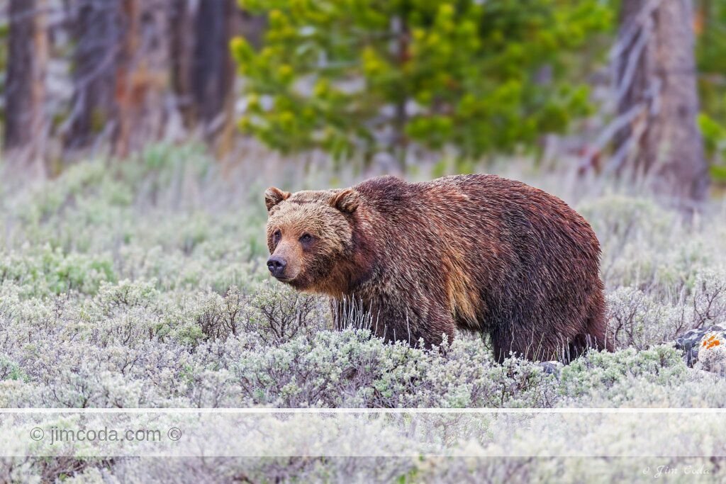 A grizzly bear is seen near Swan Lake in Yellowstone National Park.
