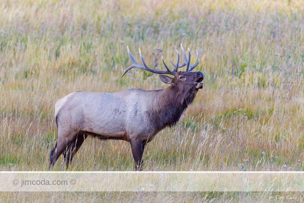 A bull elk bugles along the Madison River in Yellowstone National Park.