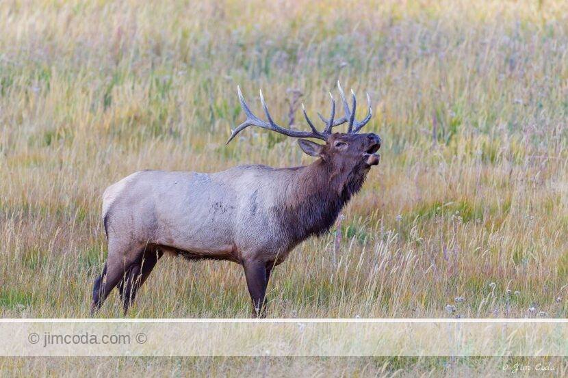 A bull elk bugles along the Madison River in Yellowstone National Park.