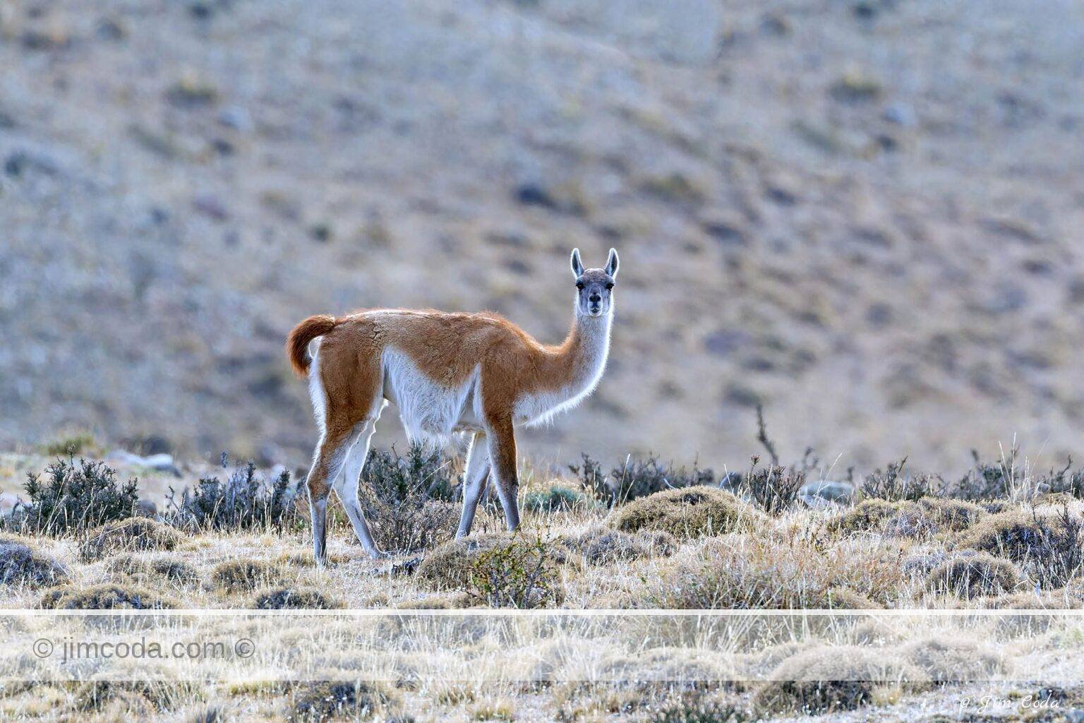 A guanaco stands in Torres del Paine National Park in Chile. A llama is a domesticated version of a guanaco.