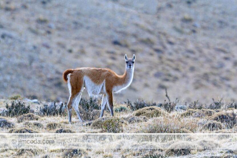 A guanaco stands in Torres del Paine National Park in Chile. A llama is a domesticated version of a guanaco.