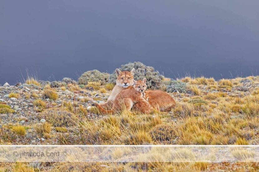 A mother puma rests with two of her three cubs in Torres del Paine National Park.